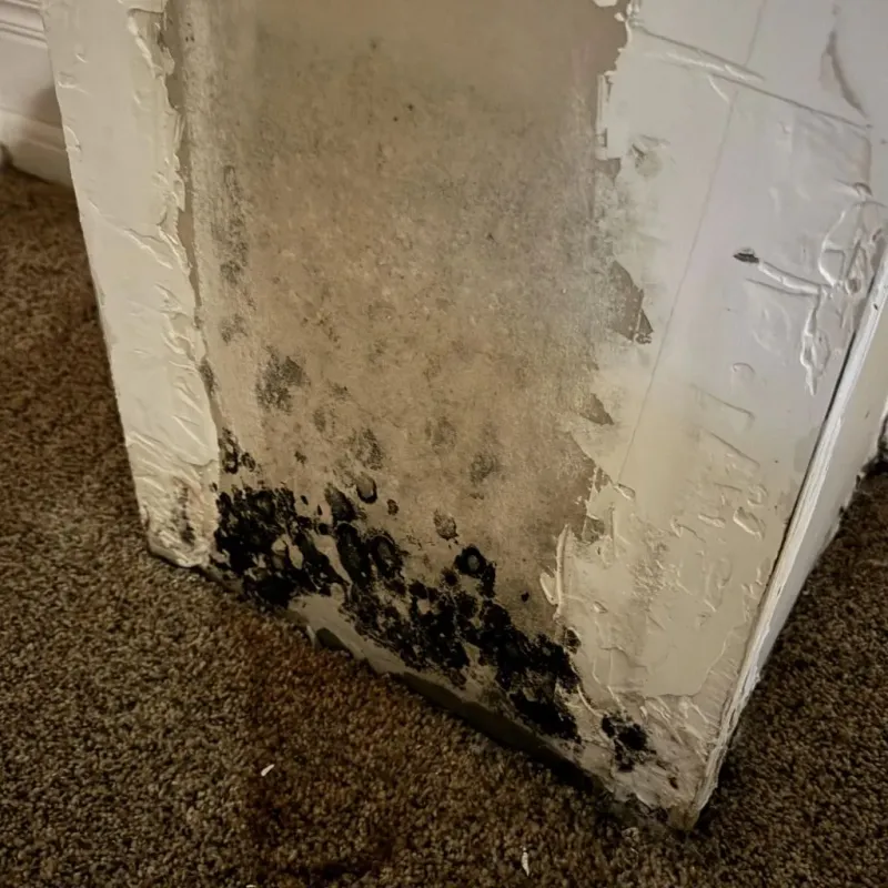 Professional Mold Removal in Waynesville, MO